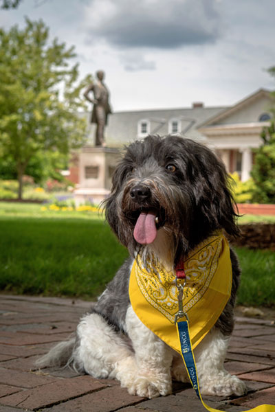 Dogs of UNCG