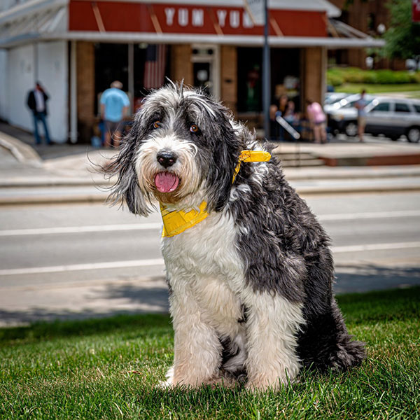 Dogs of UNCG