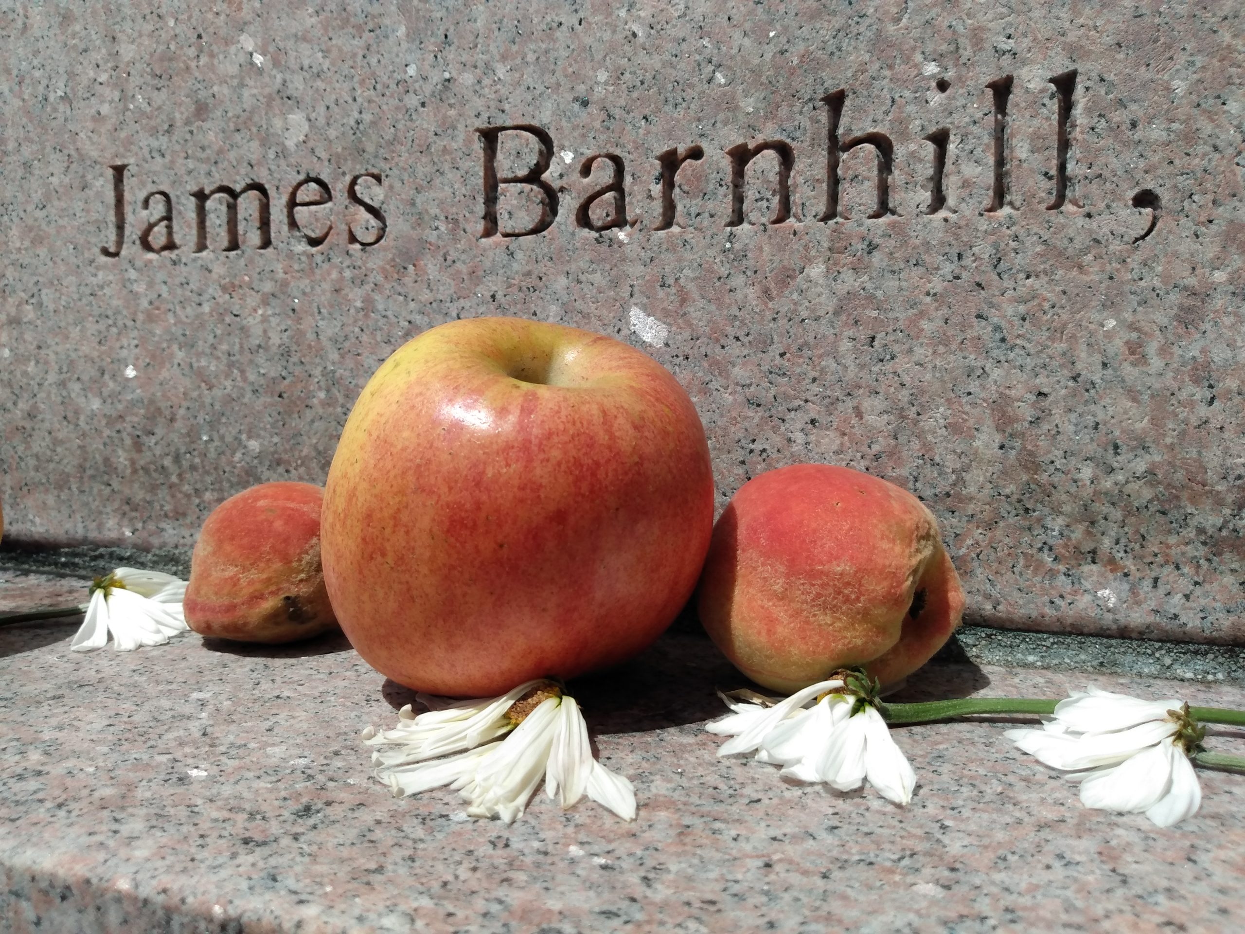 Featured Image for At Minerva: apples, daisies … and peaches?