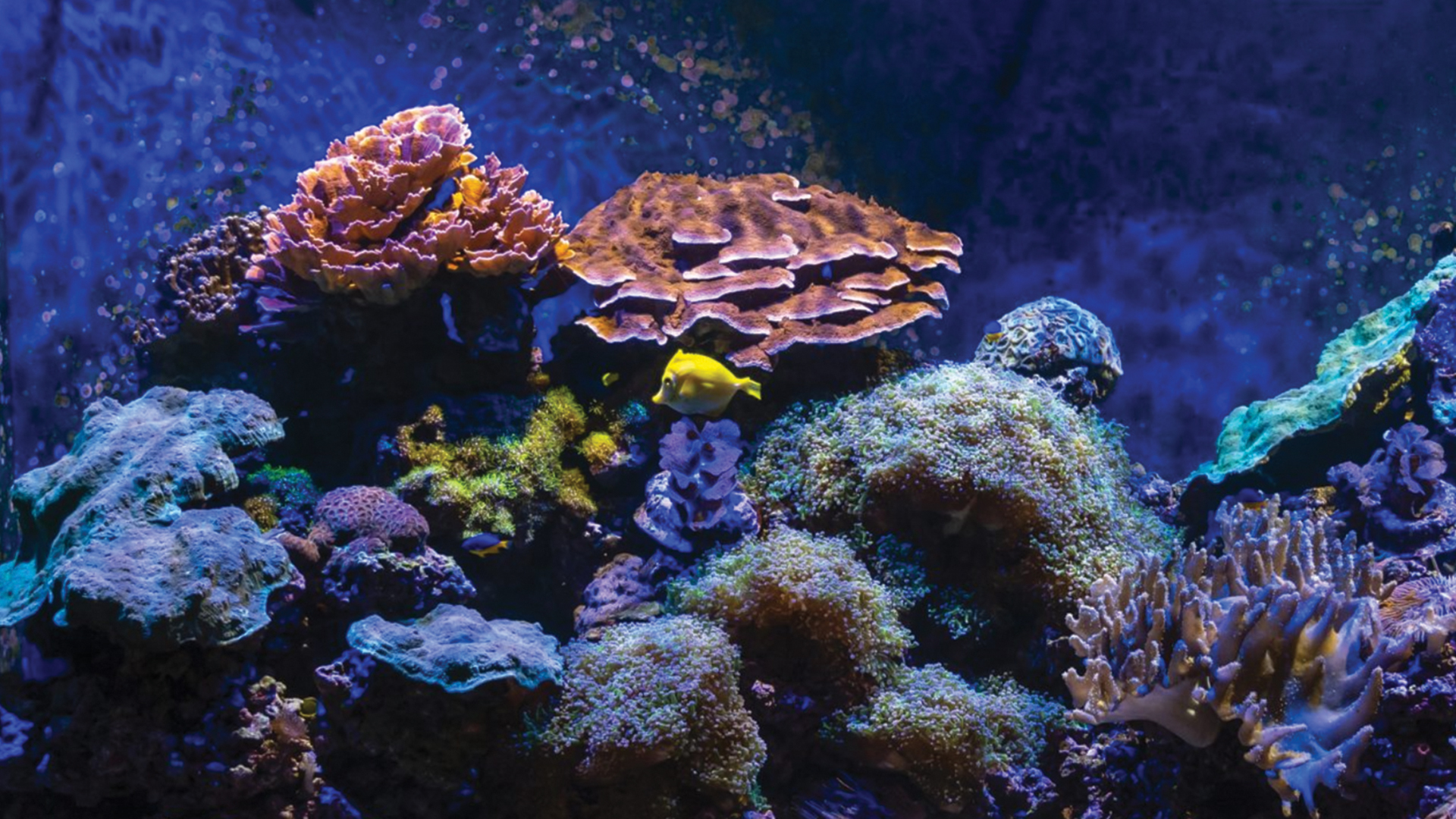 Deep dive into symbiotic organisms